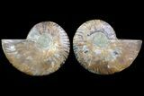 Cut & Polished Ammonite Fossil - Agatized #78359-1